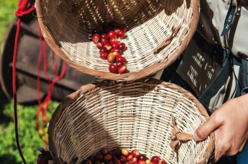 Deixa’t seduir per la riquesa i la profunditat aromàtica de Guatemala amb el nostre nou Monovarietal d’origen Guatemala de Cafès Novell, que distribuïm en exclusiva a Andorra des de Central Flequera. Aquest cafè d’origen únic és una autèntica joia per als amants del bon cafè: cultivat a les terres altes guatemalenques, ofereix un perfil de tast inconfusible, amb notes de xocolata negra, un toc subtil de fruites tropicals i una acidesa brillant que li dona una frescor deliciosa. Un cafè equilibrat, suau i ple de matisos, ideal per convertir cada tassa en un petit ritual. Des del gra fins a la tassa, cada pas és un homenatge a la tradició cafetera i al treball acurat dels productors. Si vols descobrir més sobre els nostres cafès d’origen, pots explorar la nostra selecció de cafès especials o aprofundir en la gamma professional de Cafès Novell. T’atreveixes a tastar-lo i deixar-te sorprendre? ☕✨ #SpecialtyCoffee #Cafe #GuatemalaCoffee #CentralFlequera #CafesNovell