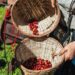 Deixa’t seduir per la riquesa i la profunditat aromàtica de Guatemala amb el nostre nou Monovarietal d’origen Guatemala de Cafès Novell, que distribuïm en exclusiva a Andorra des de Central Flequera. Aquest cafè d’origen únic és una autèntica joia per als amants del bon cafè: cultivat a les terres altes guatemalenques, ofereix un perfil de tast inconfusible, amb notes de xocolata negra, un toc subtil de fruites tropicals i una acidesa brillant que li dona una frescor deliciosa. Un cafè equilibrat, suau i ple de matisos, ideal per convertir cada tassa en un petit ritual. Des del gra fins a la tassa, cada pas és un homenatge a la tradició cafetera i al treball acurat dels productors. Si vols descobrir més sobre els nostres cafès d’origen, pots explorar la nostra selecció de cafès especials o aprofundir en la gamma professional de Cafès Novell. T’atreveixes a tastar-lo i deixar-te sorprendre? ☕✨ #SpecialtyCoffee #Cafe #GuatemalaCoffee #CentralFlequera #CafesNovell