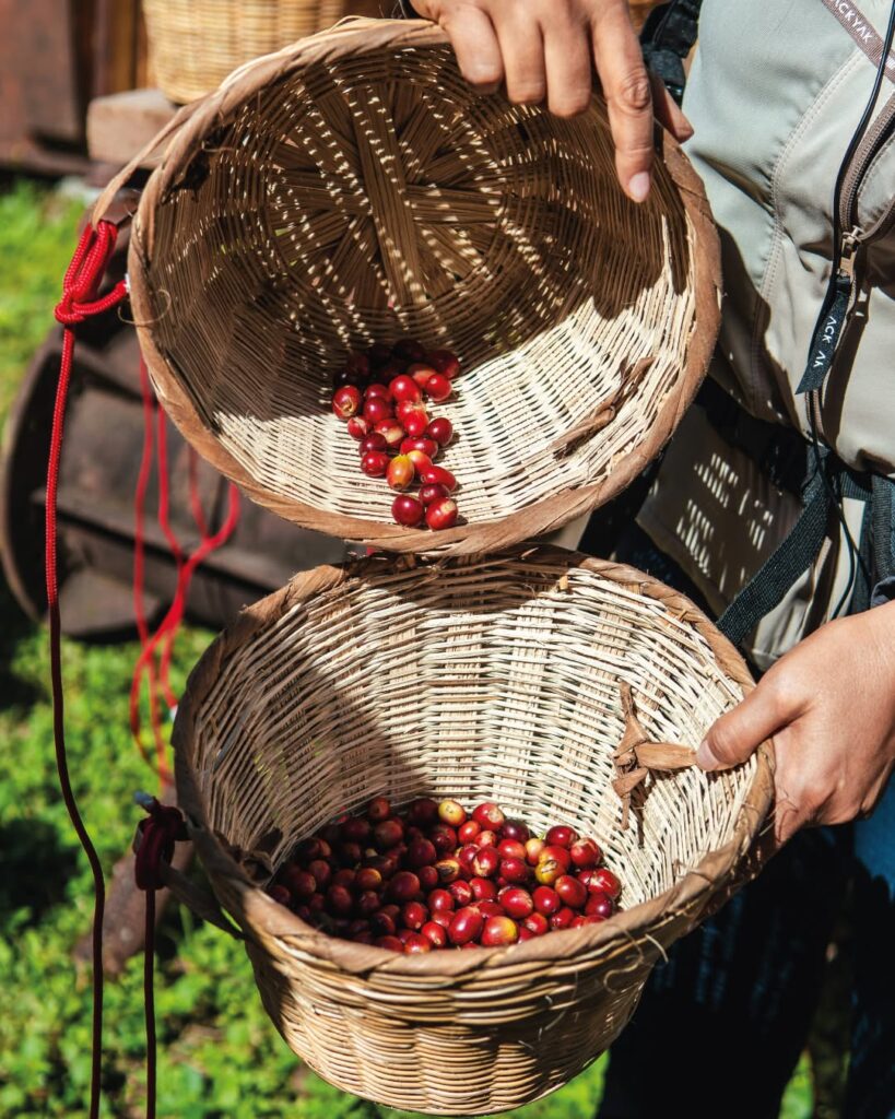 Deixa’t seduir per la riquesa i la profunditat aromàtica de Guatemala amb el nostre nou Monovarietal d’origen Guatemala de Cafès Novell, que distribuïm en exclusiva a Andorra des de Central Flequera. Aquest cafè d’origen únic és una autèntica joia per als amants del bon cafè: cultivat a les terres altes guatemalenques, ofereix un perfil de tast inconfusible, amb notes de xocolata negra, un toc subtil de fruites tropicals i una acidesa brillant que li dona una frescor deliciosa. Un cafè equilibrat, suau i ple de matisos, ideal per convertir cada tassa en un petit ritual. Des del gra fins a la tassa, cada pas és un homenatge a la tradició cafetera i al treball acurat dels productors. Si vols descobrir més sobre els nostres cafès d’origen, pots explorar la nostra selecció de cafès especials o aprofundir en la gamma professional de Cafès Novell. T’atreveixes a tastar-lo i deixar-te sorprendre? ☕✨ #SpecialtyCoffee #Cafe #GuatemalaCoffee #CentralFlequera #CafesNovell